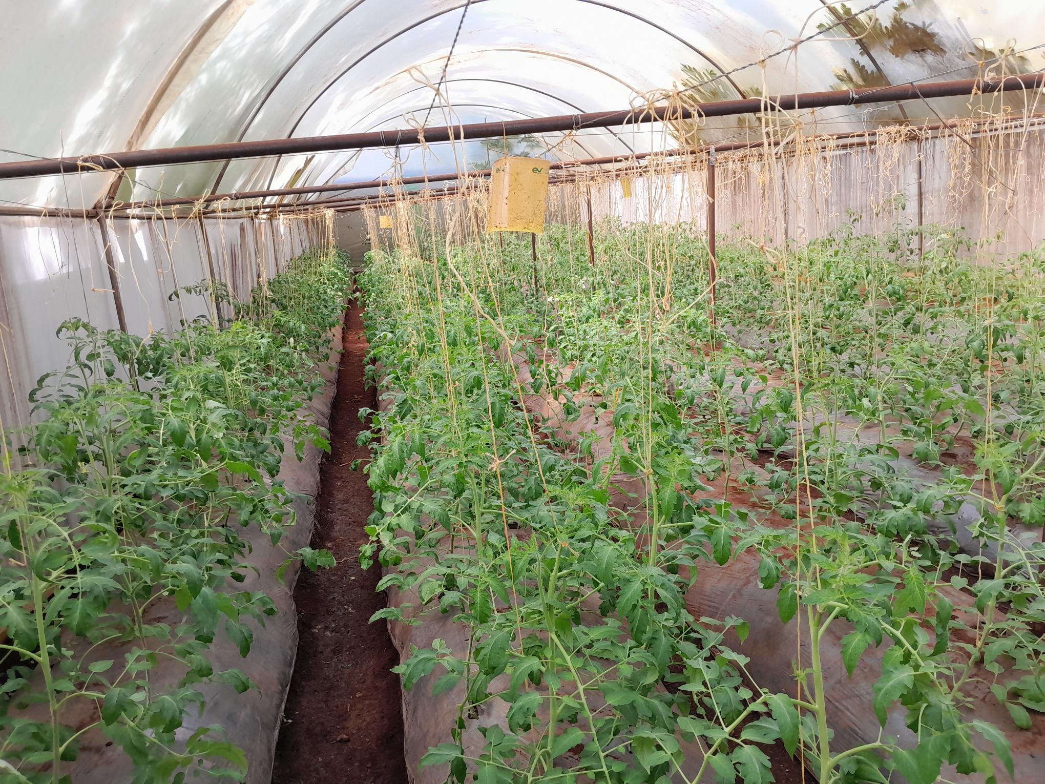 Greenhouse Farming Greenhouse Farming