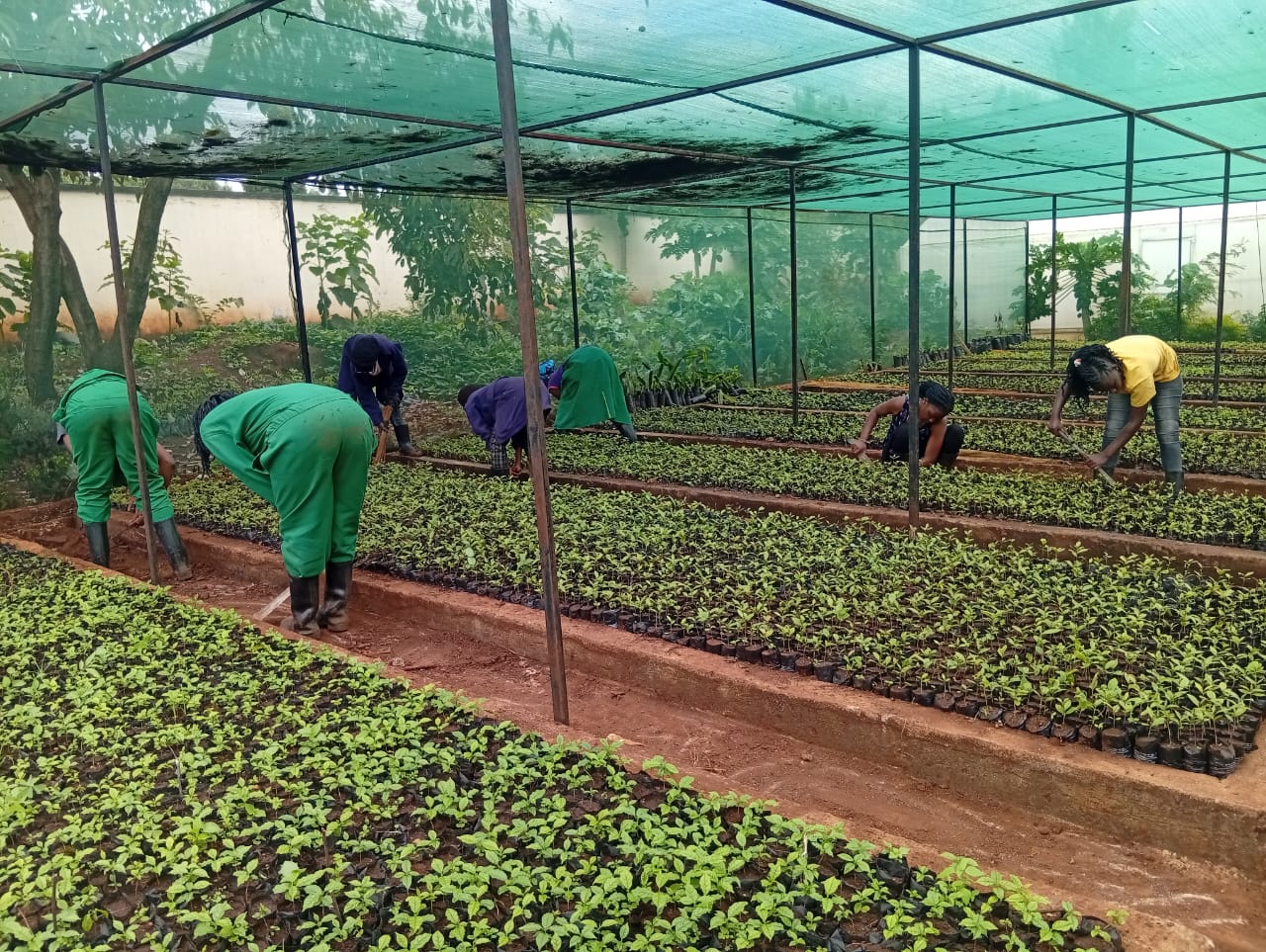 Tree Nurseries Tree Nurseries