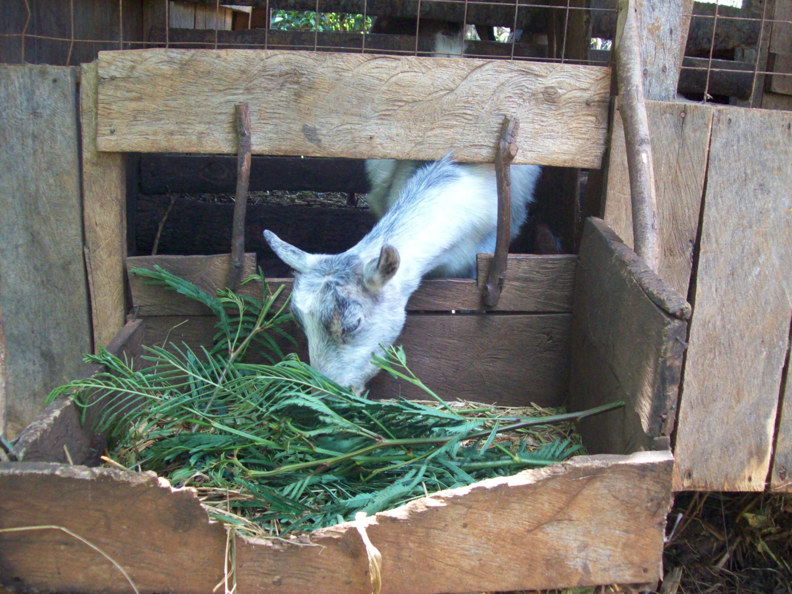 Livestock Farming Livestock Farming