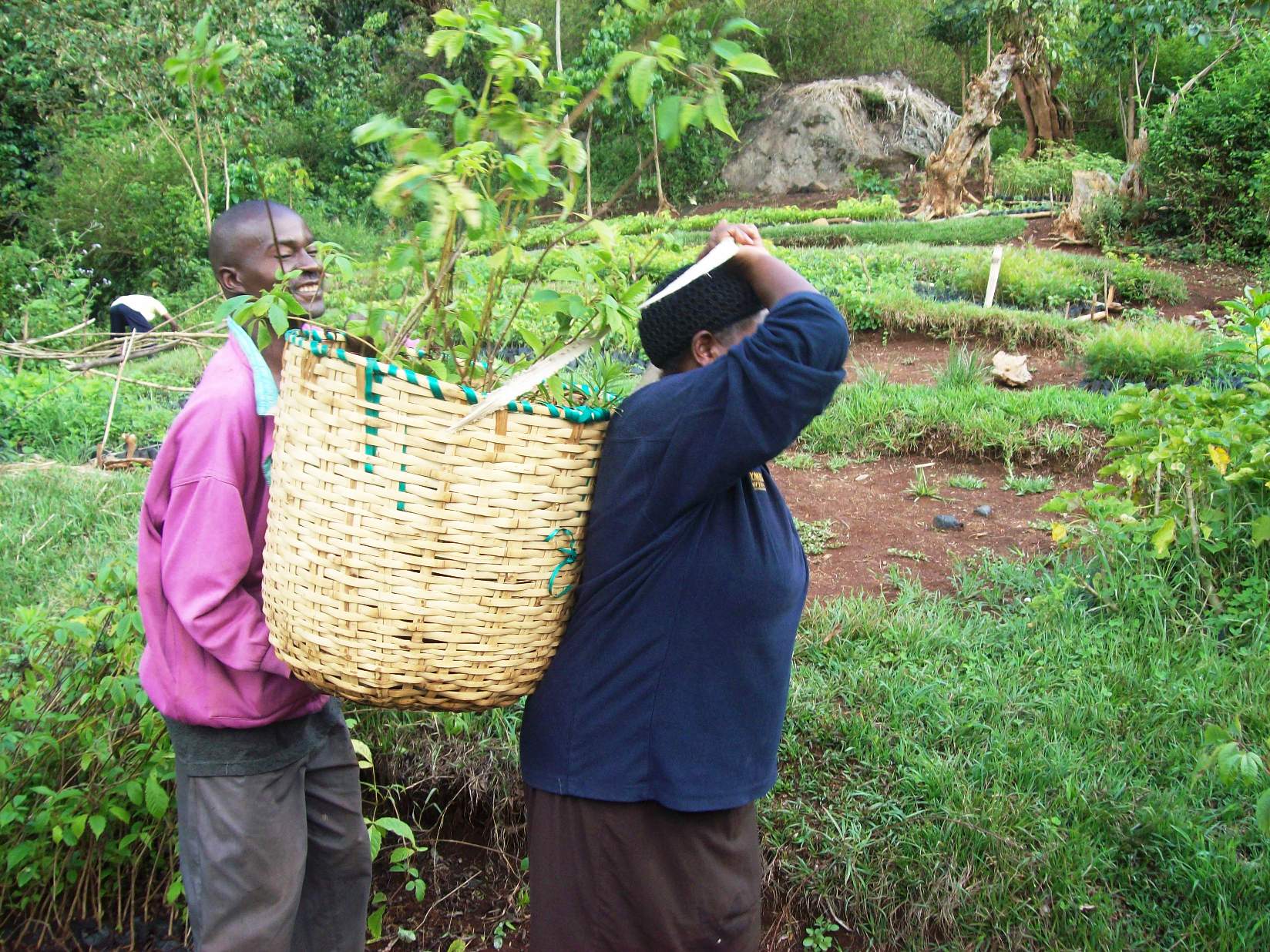 farmers picking seedlings for planting on their farms farmers picking seedlings for planting on their farms