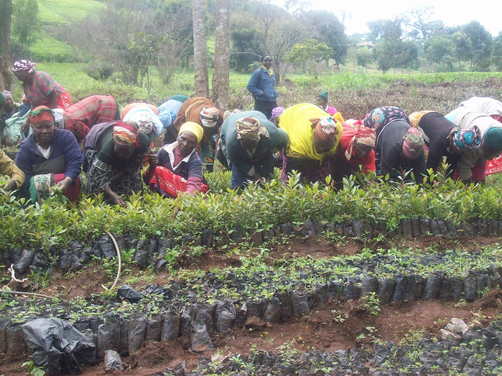 Our beneficiaries working in the nursery Our beneficiaries working in the nursery