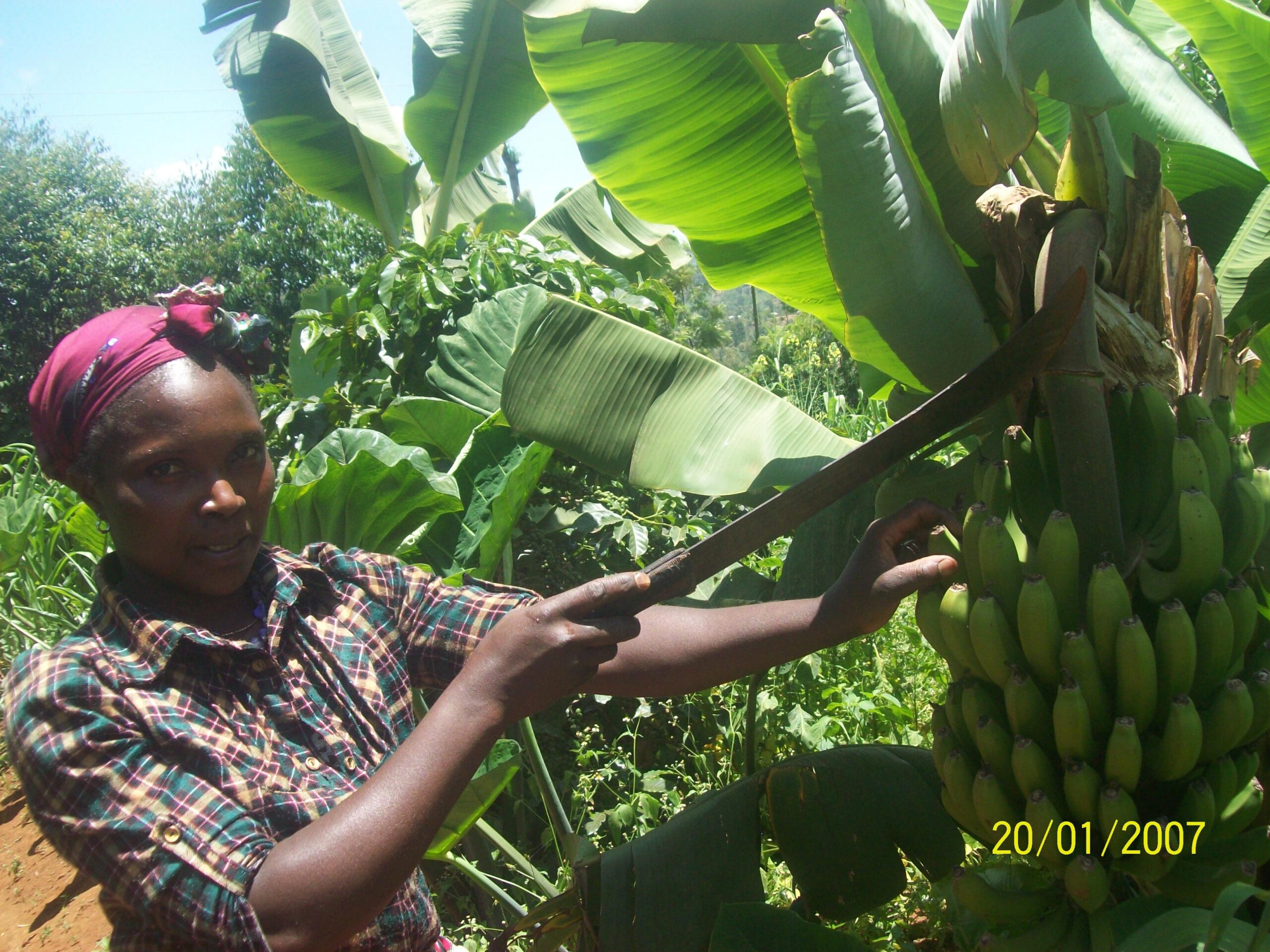 Beneficiaries showing benefits of agroforestry Beneficiaries showing benefits of agroforestry