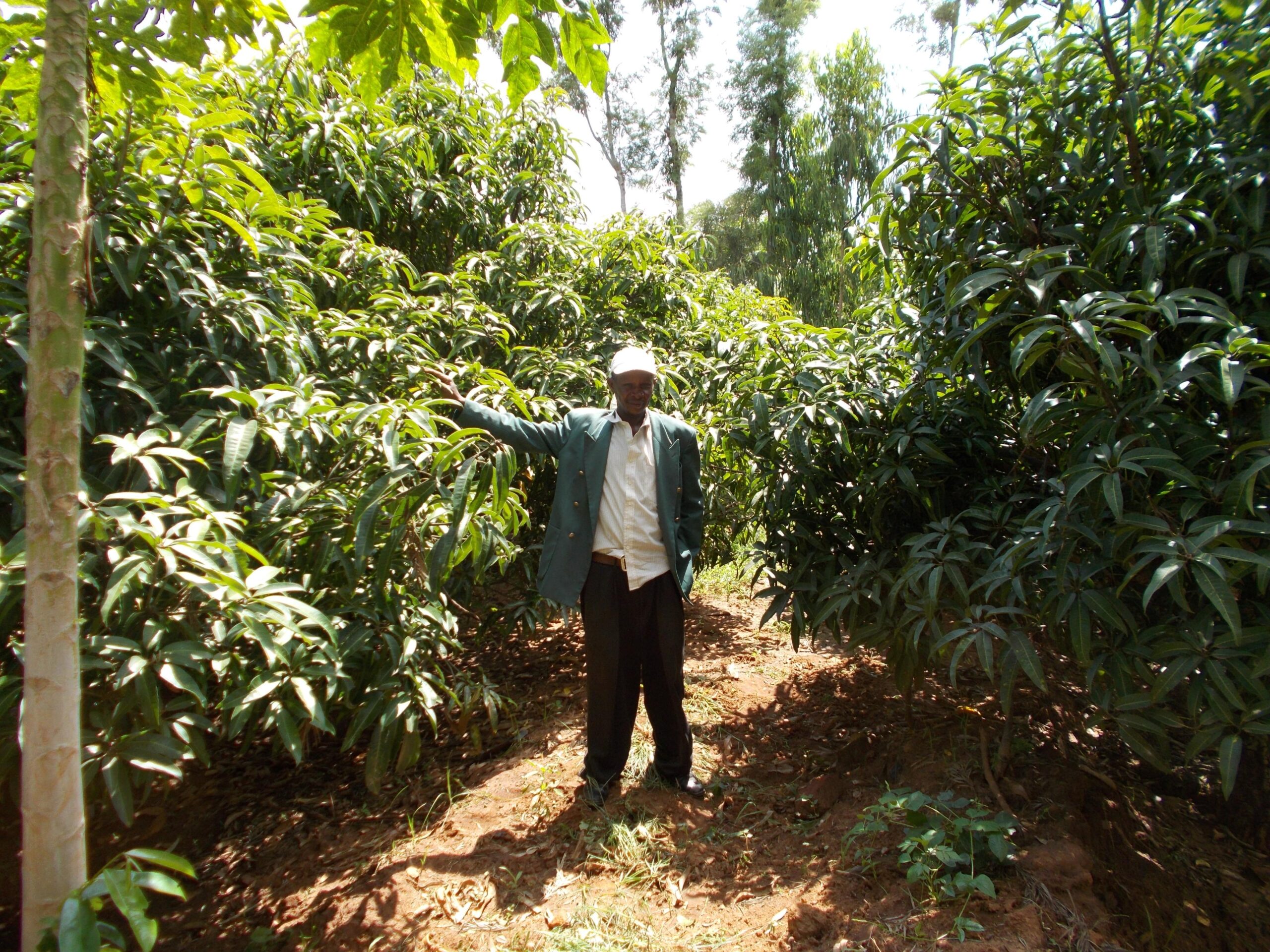 One of our beneficiaries showcasing agroforestry systems on his farm One of our beneficiaries showcasing agroforestry systems on his farm