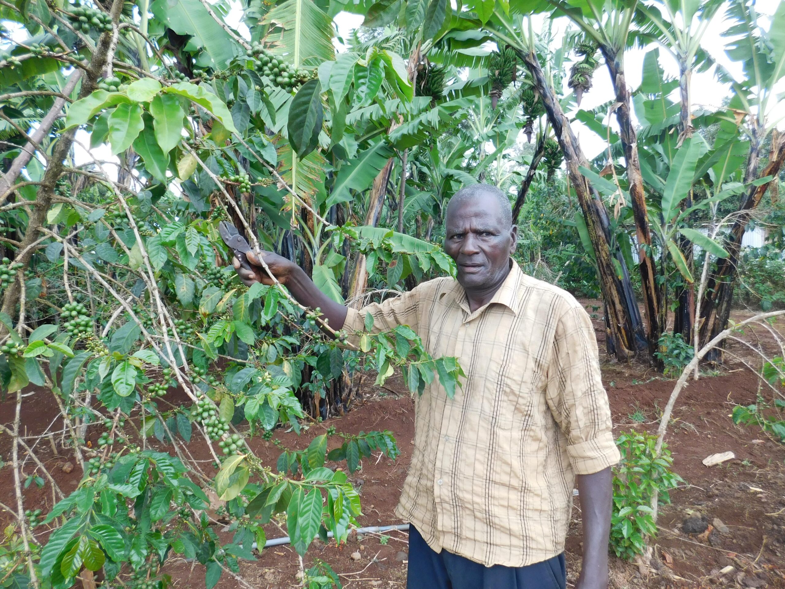 Coffee farmer who has benefited from agroforestry systems training Coffee farmer who has benefited from agroforestry systems training
