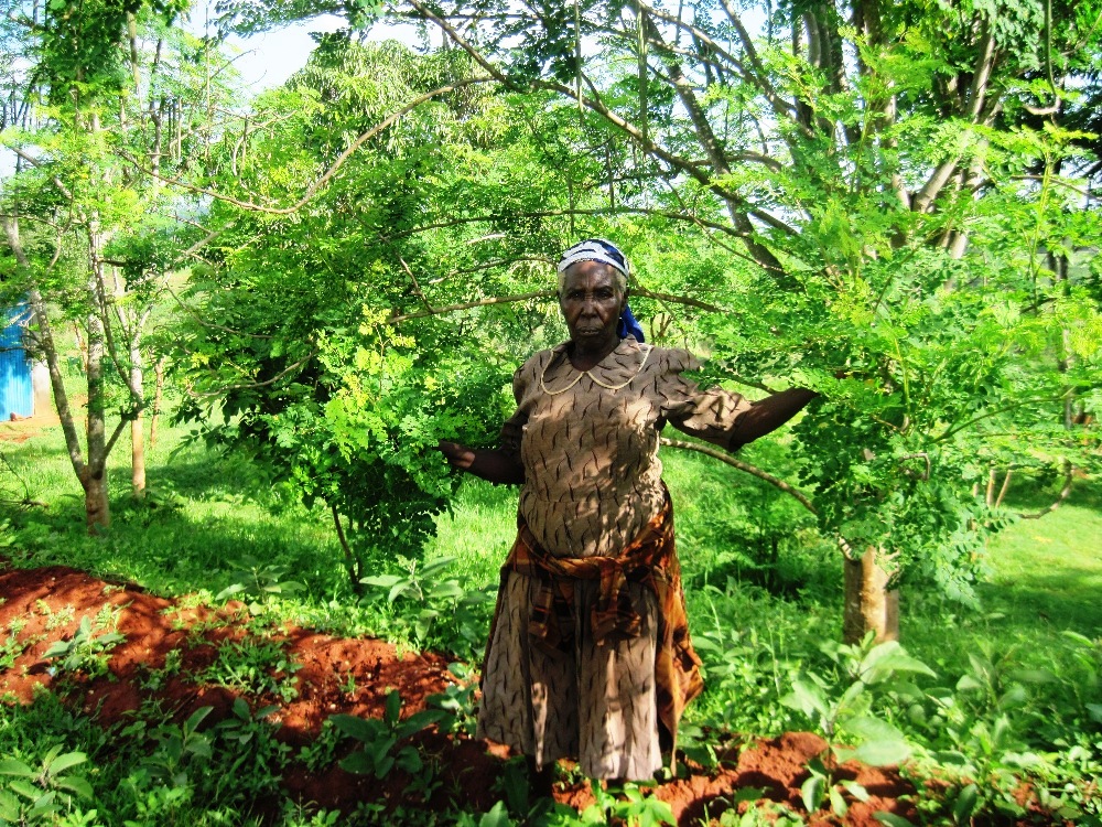 Moringa oleifera tree planted by one of our beneficiaries Moringa oleifera tree planted by one of our beneficiaries