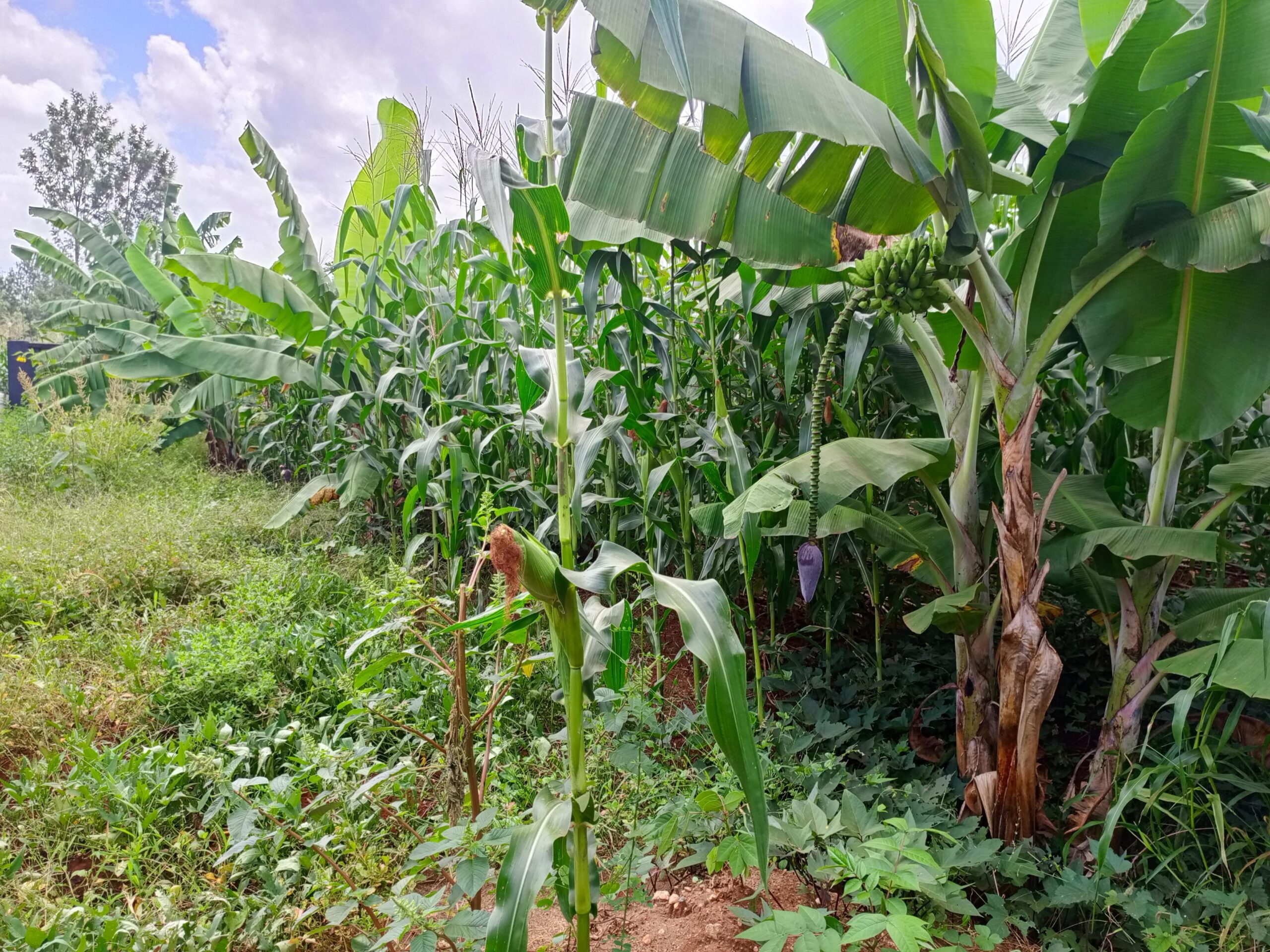 Agroforestry farming system Agroforestry farming system