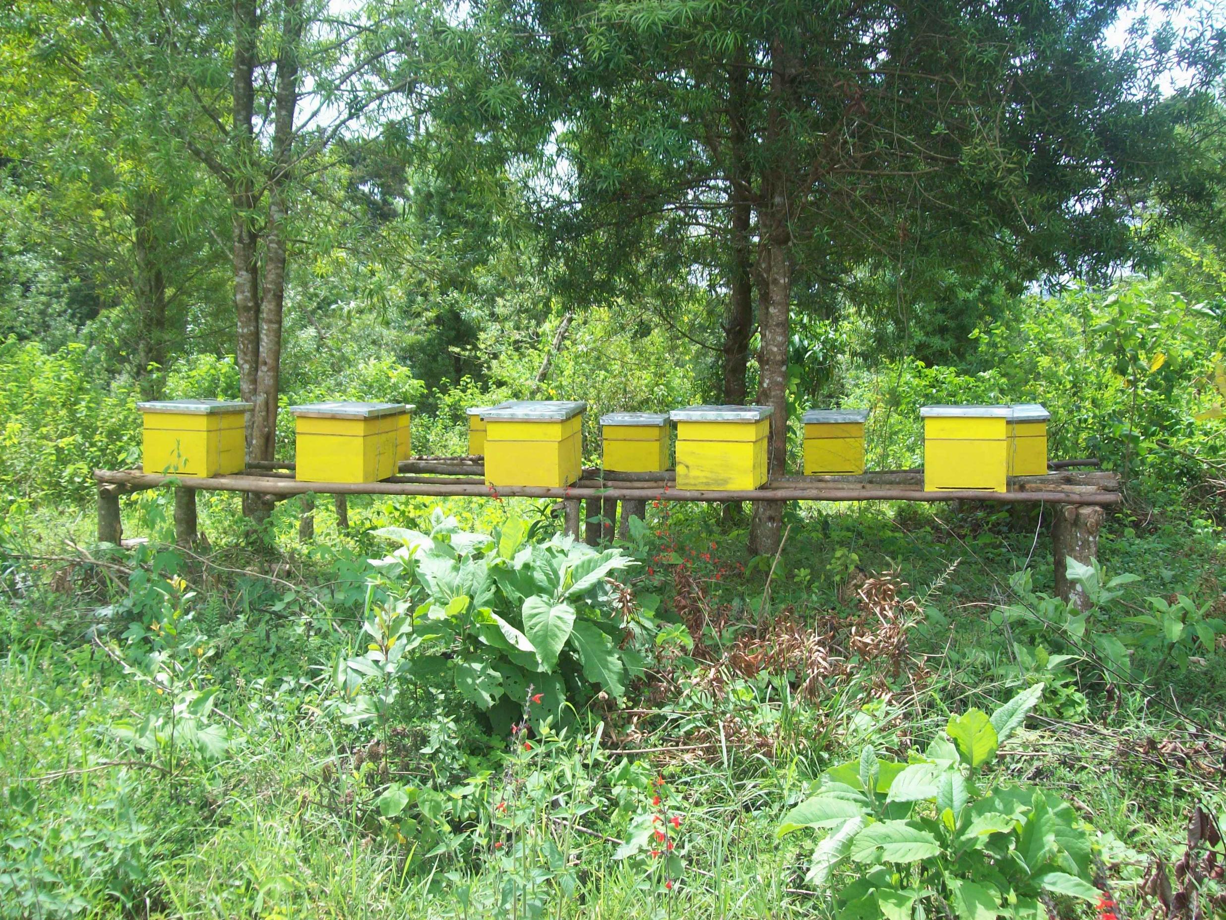 Beekeeping activities Beekeeping activities