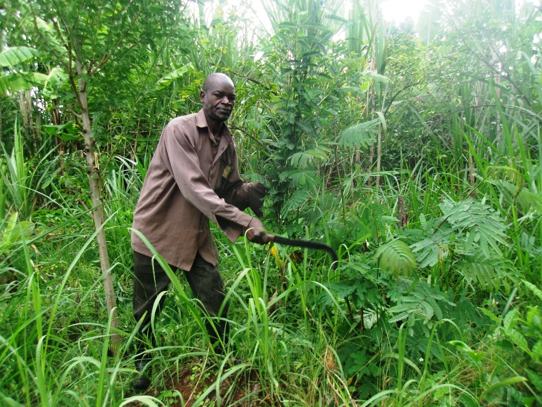 Our beneficiary harvesting fodder leaves Our beneficiary harvesting fodder leaves