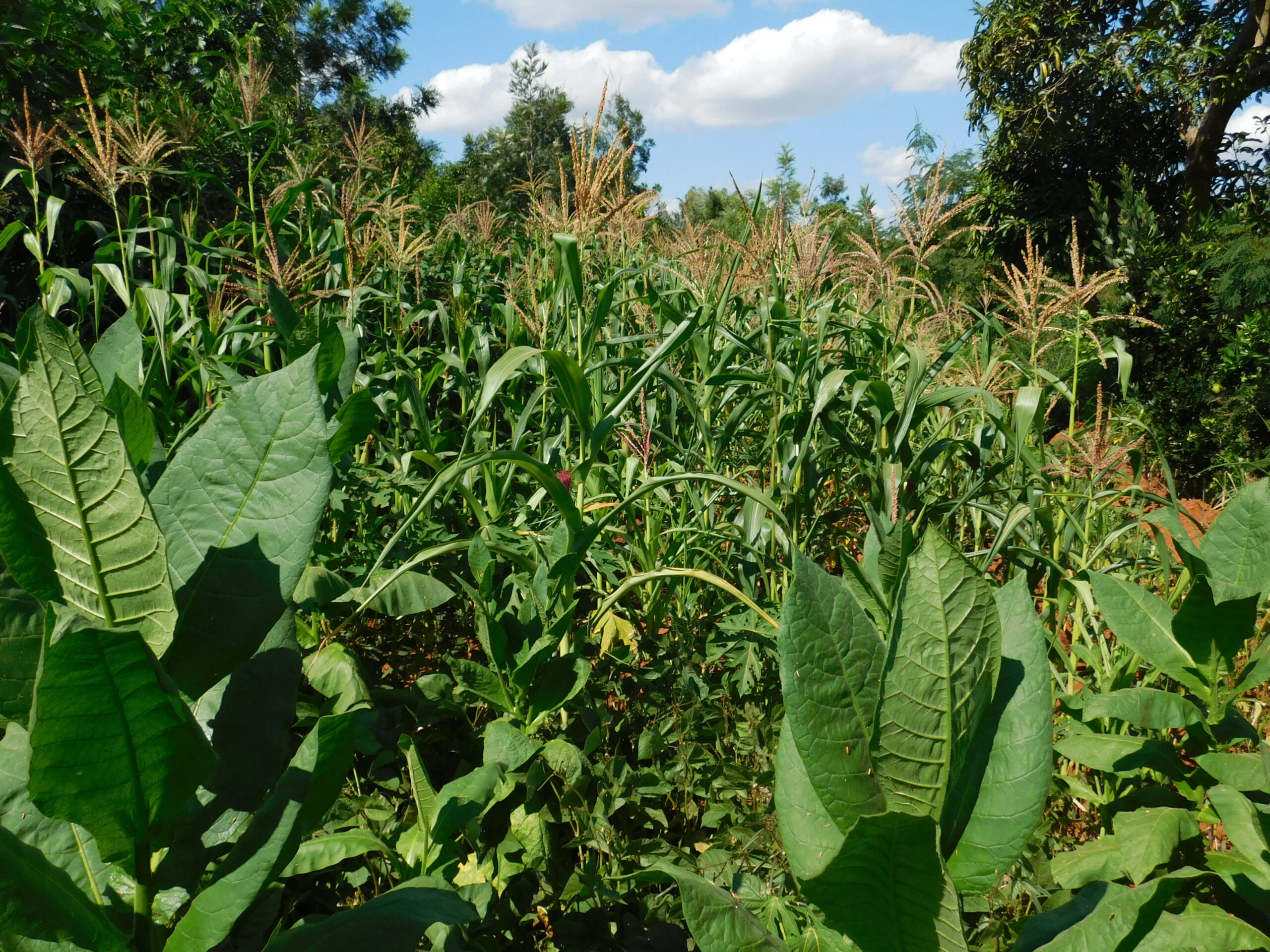 Benefits of agroforestry Benefits of agroforestry